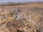 Momordica rostrata Marsabit Gof Choba GPS170 Kenya 2012_PV0660.jpg